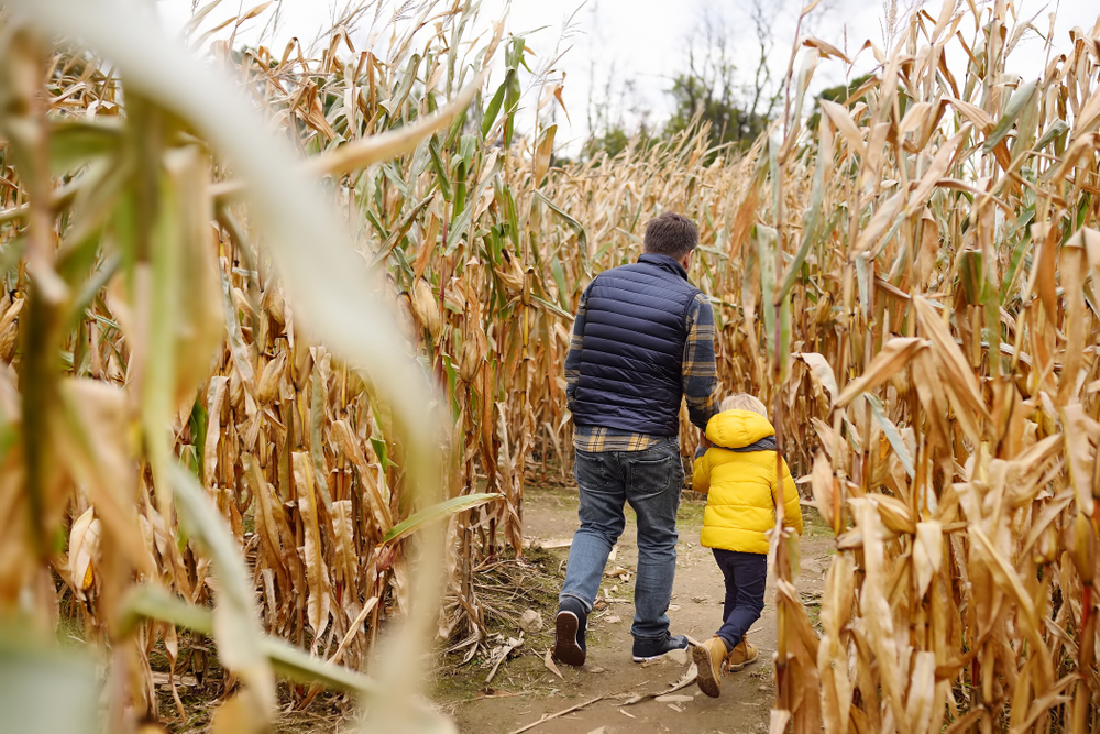 A man walking with a child through a corn maze like one you can explore during the fall in Chicago
