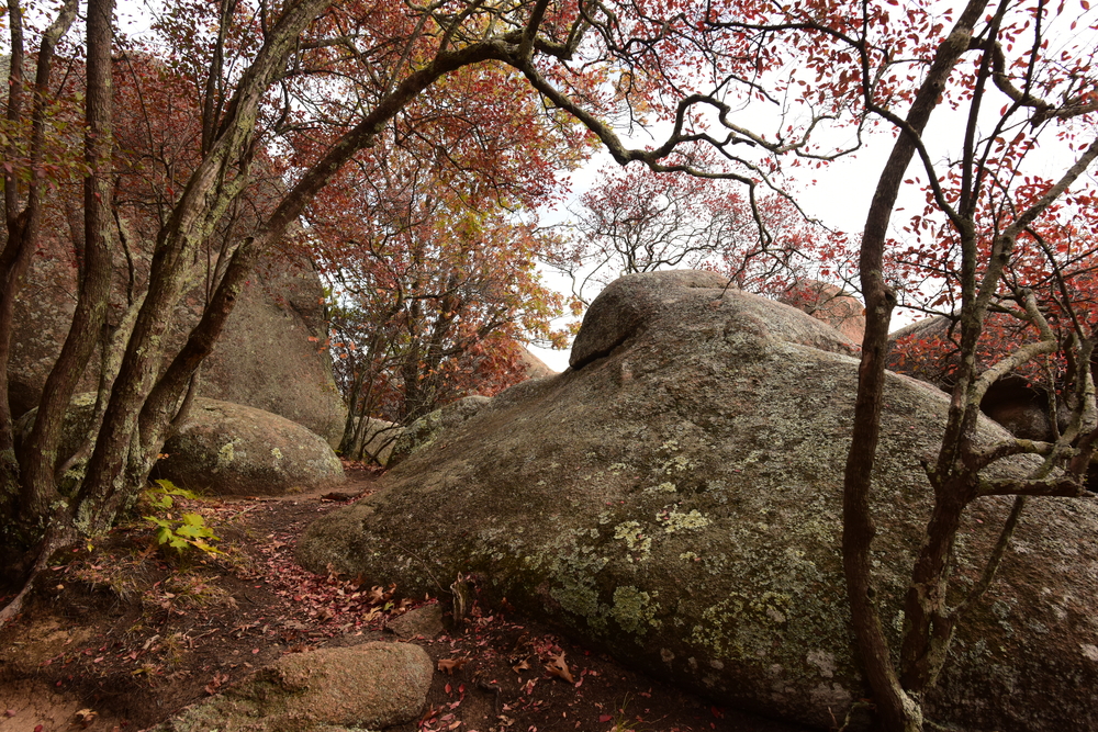 Giant boulders surrounded by trees with fall foliage at the end of the fall season. They have red, orange, and yellow leaves. 
