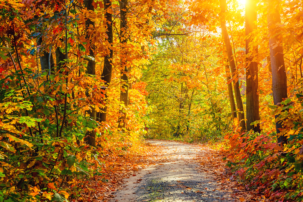 A trail in the woods during fall in Chicago. The trees have orange, red, yellow, and green leaves. 