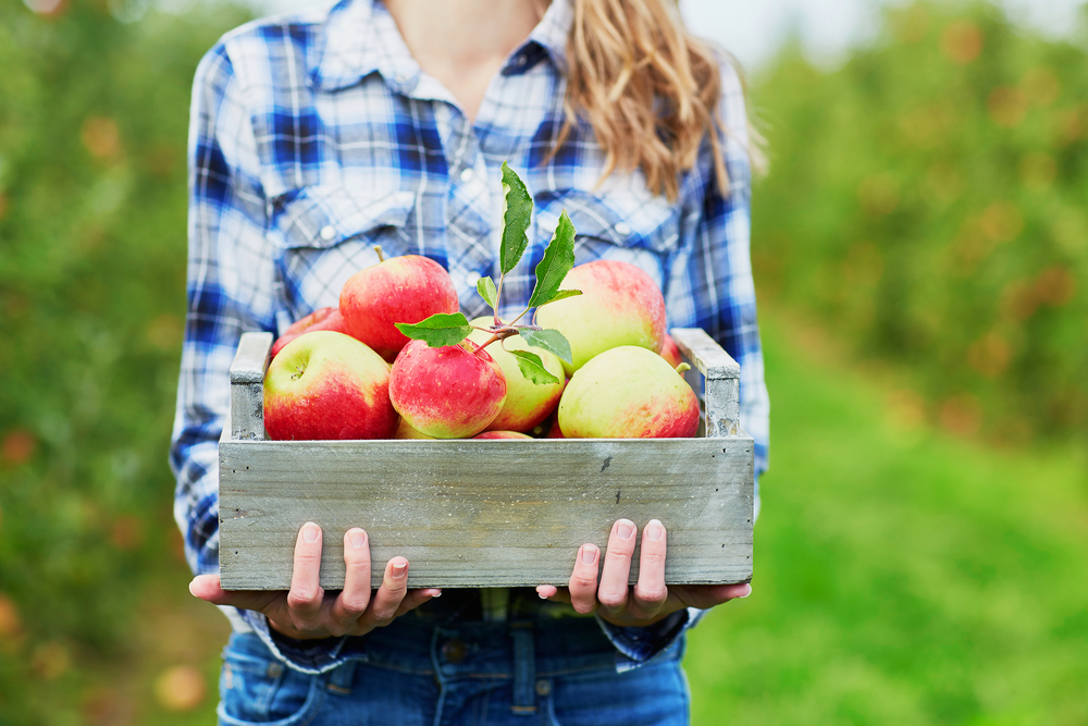 girl holding box of apples in a crate one of the fall in Iowa things to do. 