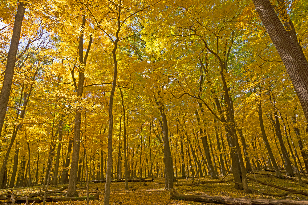Yellow Forest in Backbone State Park one of the best places for fall in Iowa