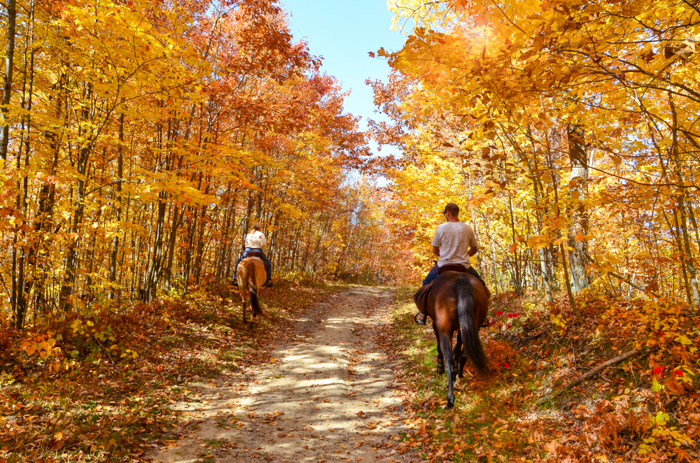 Two people riding on horses through fall foilage 