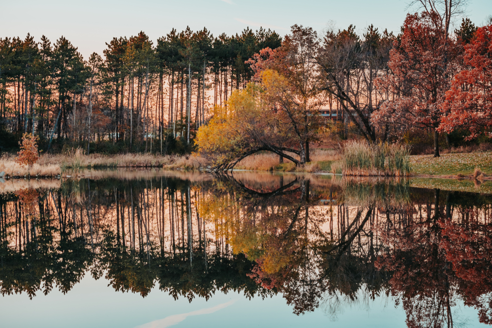 Gorgeous water reflections as the morning sun illuminates from behind the pines. A beautiful autumn landscape with a unique curved tree that juts out into the water at Jester Park, Iowa, USA.