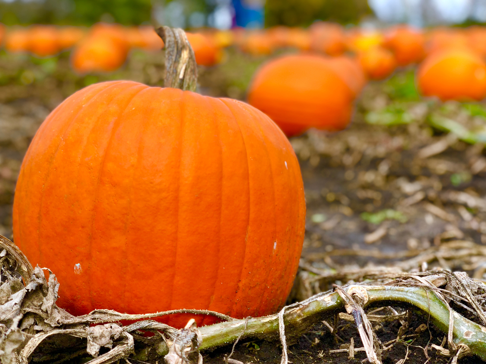 pumpkins in the field with one large one near camera 