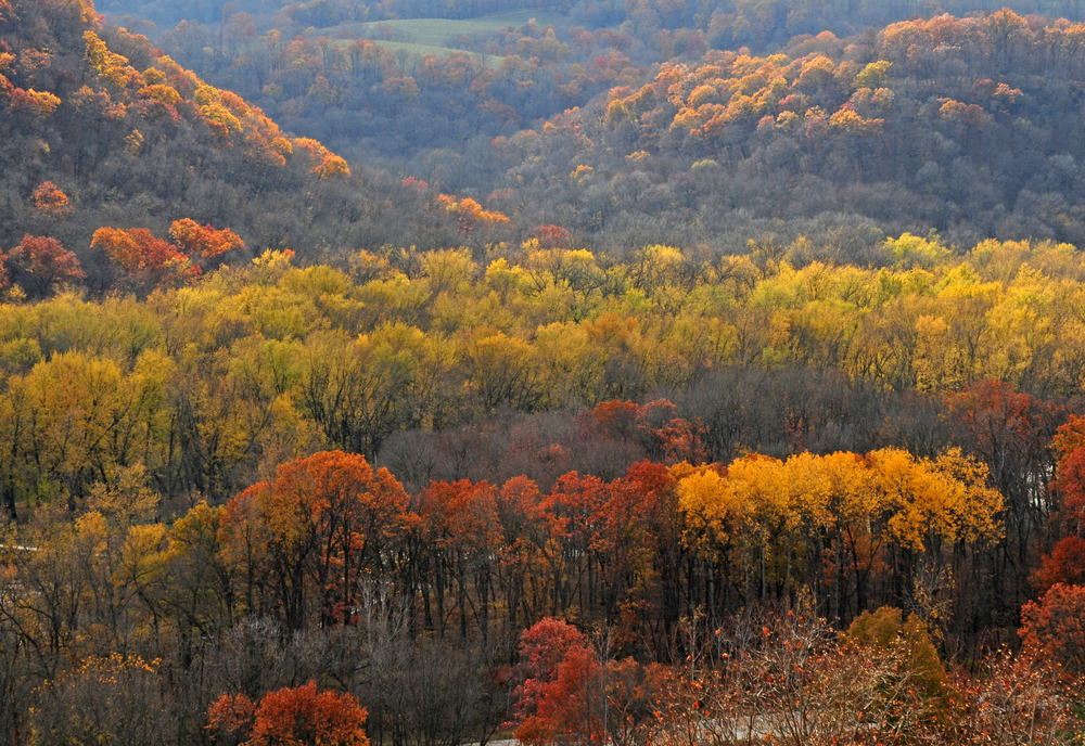 Autumn scene: Colorful trees and hills in bluff country along Mississippi River, Iowa