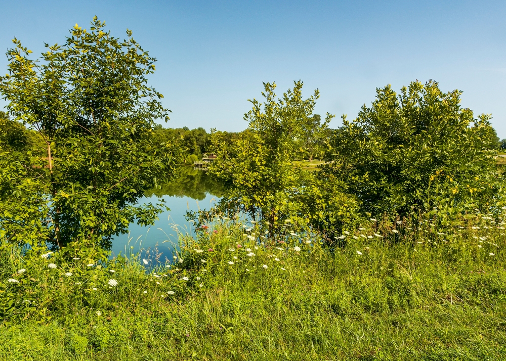 small pond surrounded by green plants