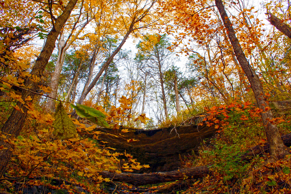 Looking up a hill in Missouri that is covered in trees with fall foliage in orange, yellow, and some red. 