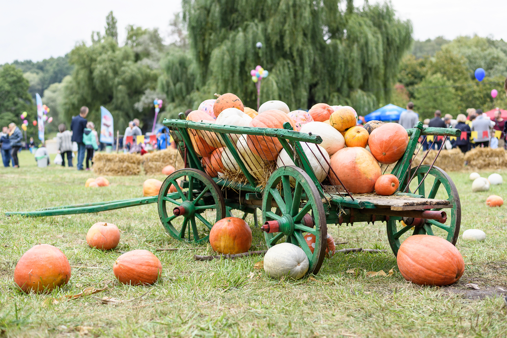 A large large green wagon full of huge pumpkins that are orange, white, and some are painted. In the background,  you can see a field where a festival is taking place during the fall in Missouri. 