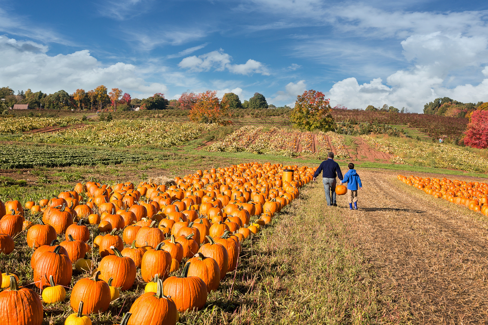 A man and child walking while holding a pumpkin in a large pumpkin patch on a sunny day. 