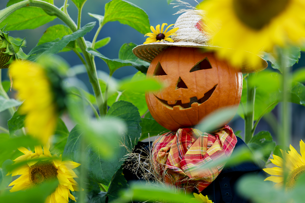 A scarecrow with a pumpkin face in a patch of sunflowers during the fall in Missouri. 