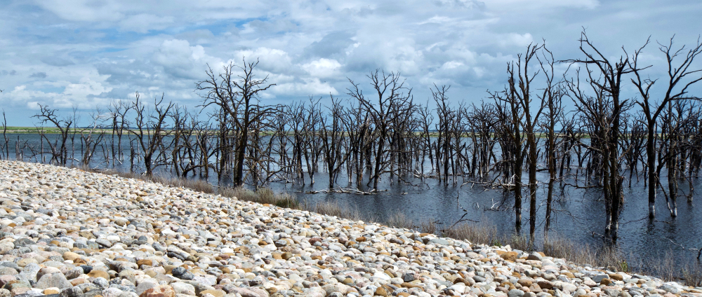 Barren Trees on Devil's Lake in North Dakota. The shoreline is stony and the trees raise from the water