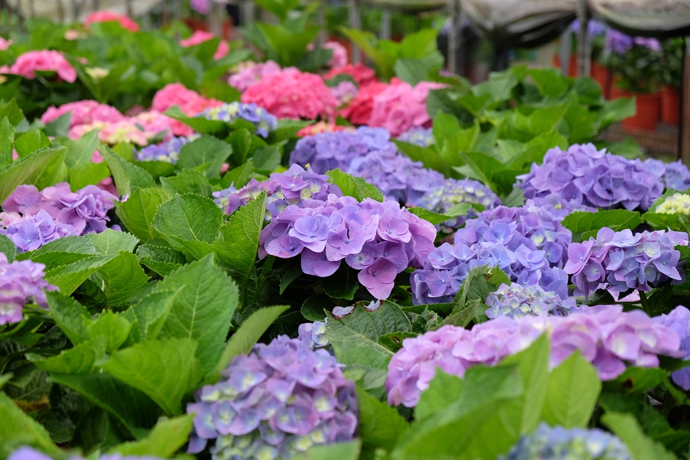 Growing Hydrangea blooms they are blue and pink. The article is about things to do in Evansville  