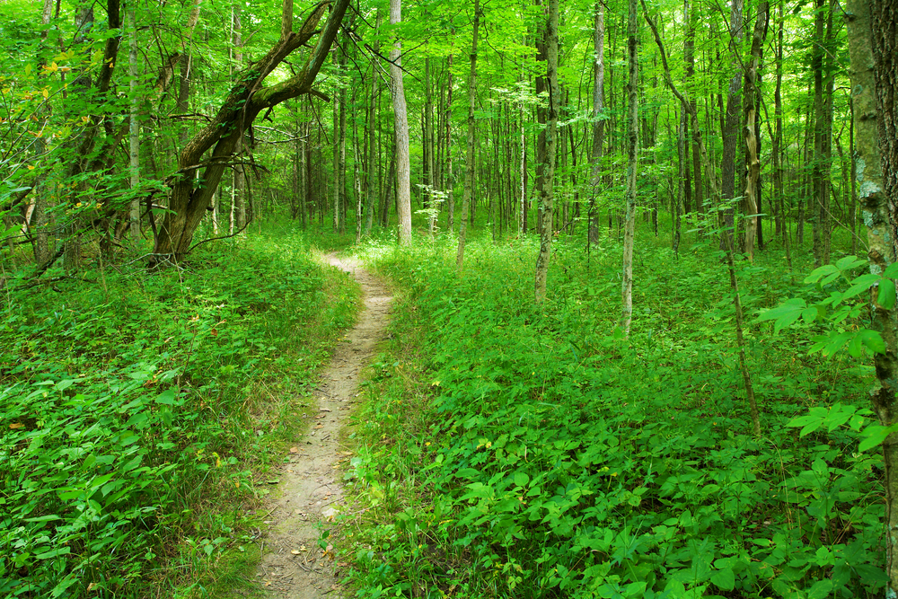 A trail in the forest going through the woods, One of the things to do in Evansville, Indiana  