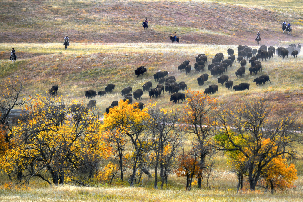 Buffalo in fall in South Dakota plains with brilliant yellow leaves in foreground