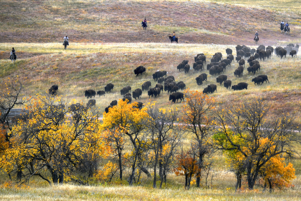 People on horseback rounding up buffalo near trees with fall leaves in Custer State Park.