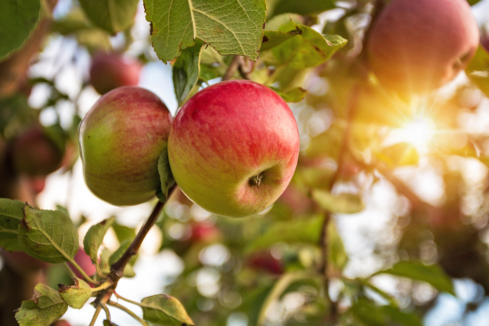 A couple of apples on a tree with a sun flare in the background.