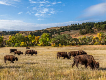 Buffalo grazing during fall in South Dakota