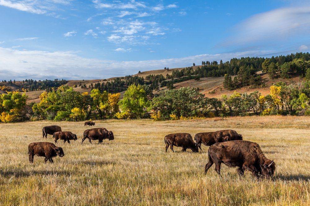 Buffalo graze in a prairie in Custer State Park with fall foliage in the distance.