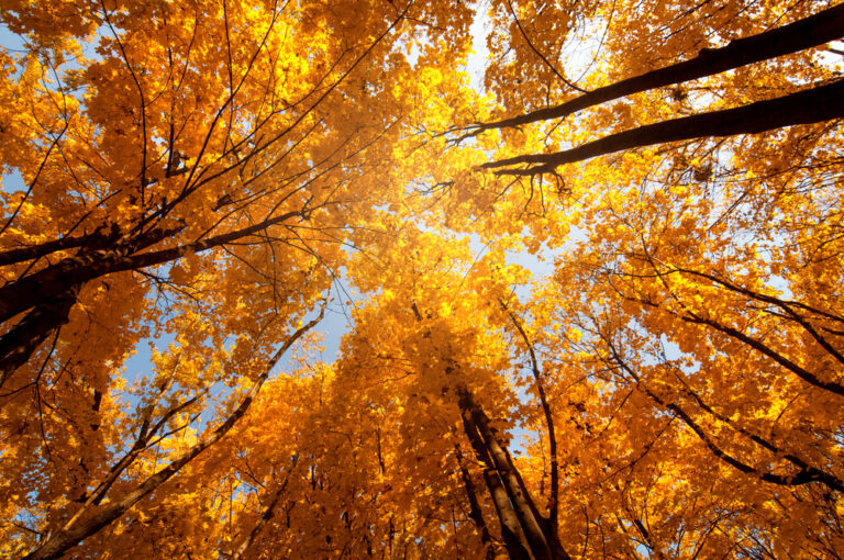 Fall in North Dakota Best Fall Foliage + Activities Midwest Explored