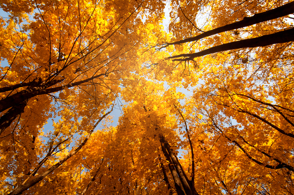 Looking straight up at orange leaves on trees.