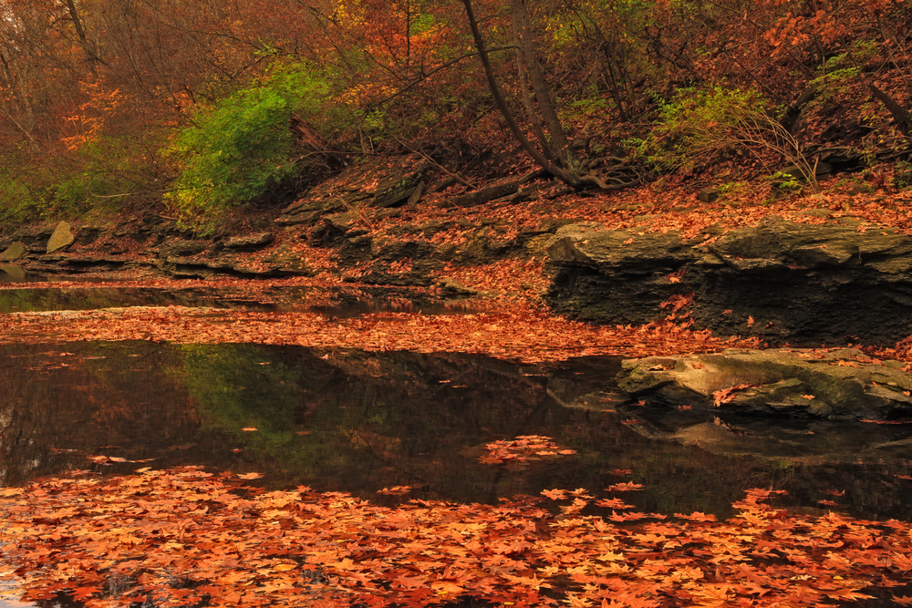 Autumn leaves in a water creek