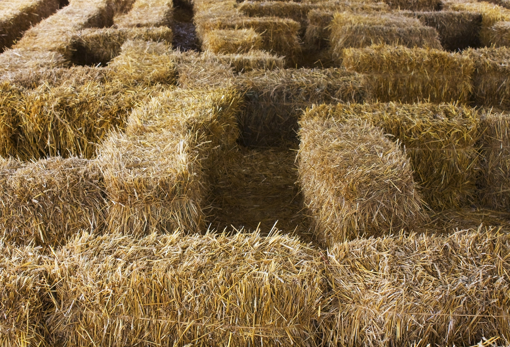 A straw bale maze.