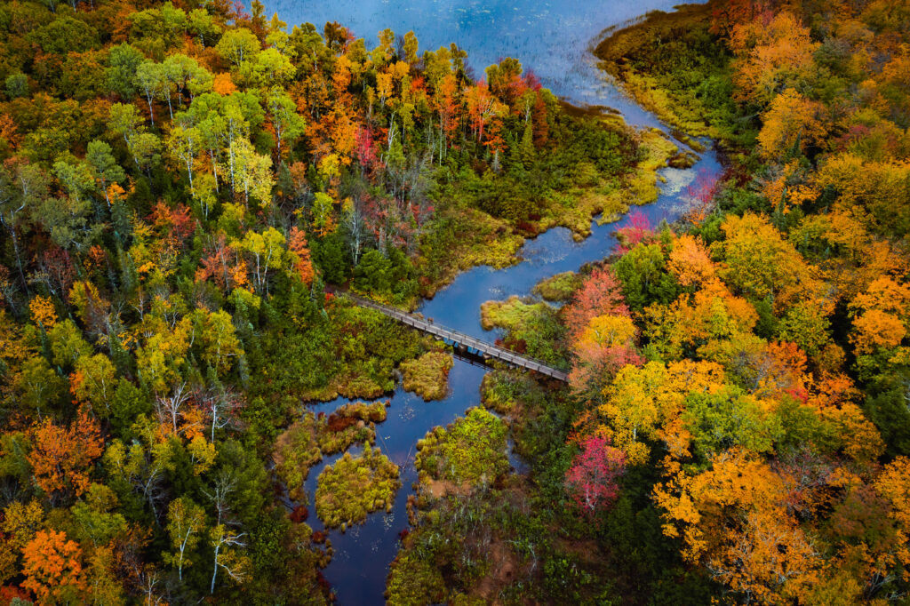 Aerial view of brilliant fall foliage in Michigan - reds, oranges, yellow leaves.