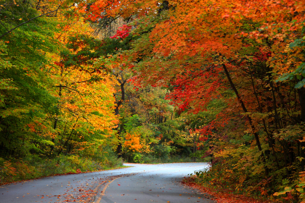 Brilliant autumn colors along a roadway fall in Michigan