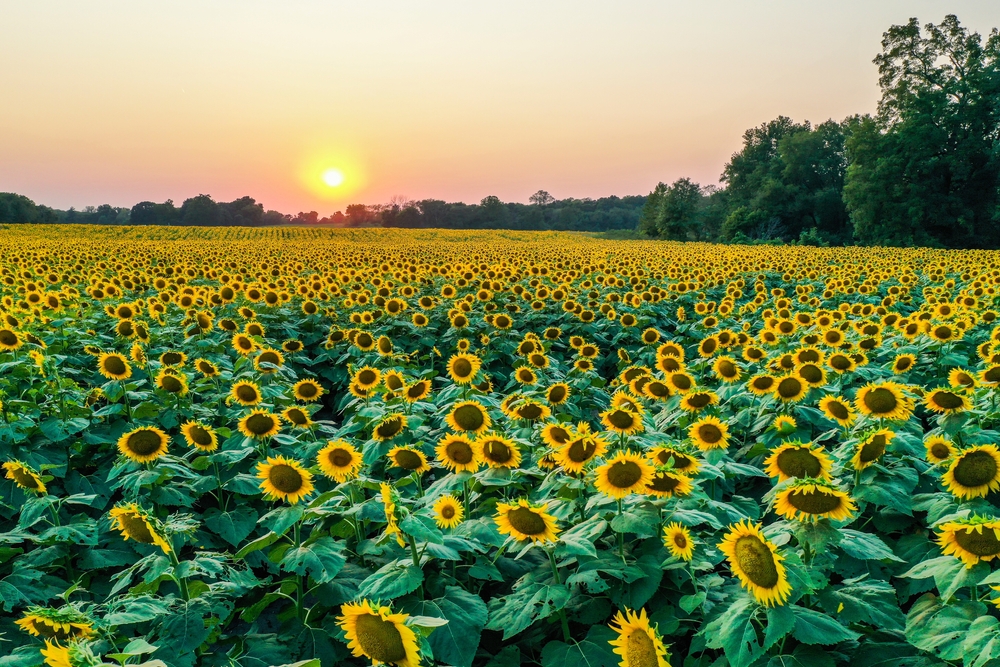 sun is setting over a field of sunflowers things to do in lawrence