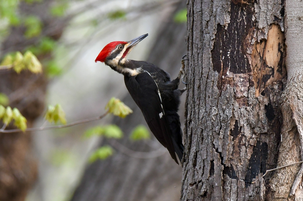 A black, white, and red pileated woodpecker on a tree.