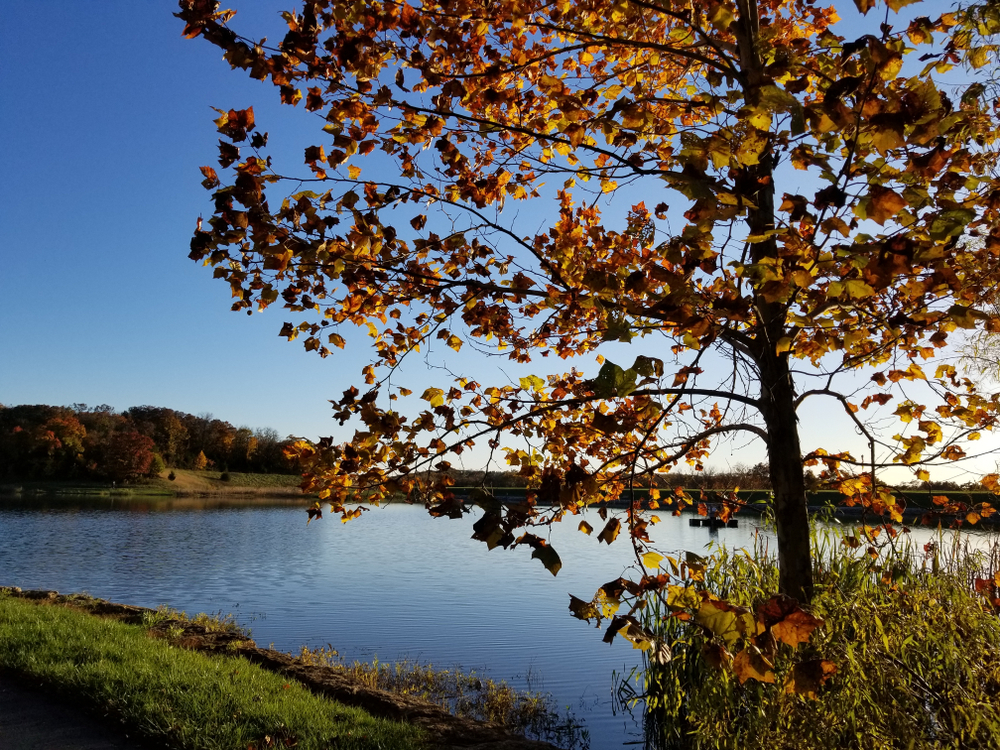 Tree with orange leaves stands on the shore of a lake.