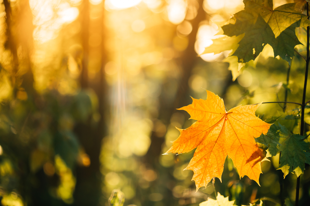 Single isolated yellow maple leaf with a a forest background.