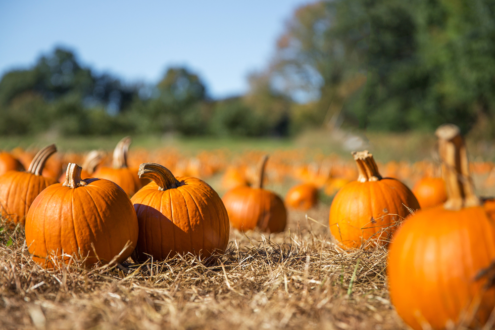 Field of orange pumpkins in North Dakota.