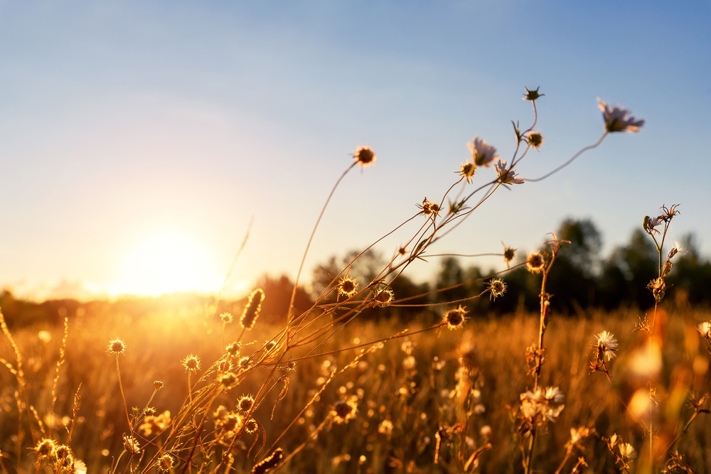 Close up of prairie grasses at golden hour during fall in North Dakota.