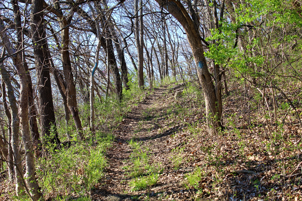 A leafy trail passes through a forest.