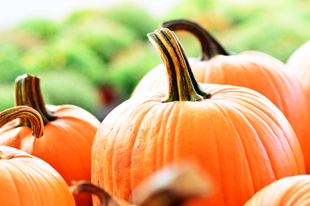 Close up of a pile of orange pumpkins.