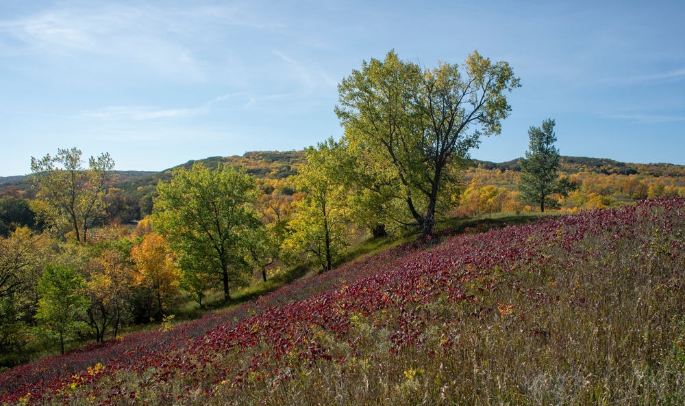 View of a prairie and a fall forest at Sica Hollow State Park.