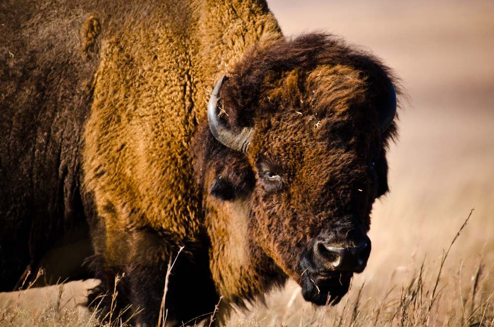 A bison standing in the Tallgrass Prairie National Preserve in Kansas.