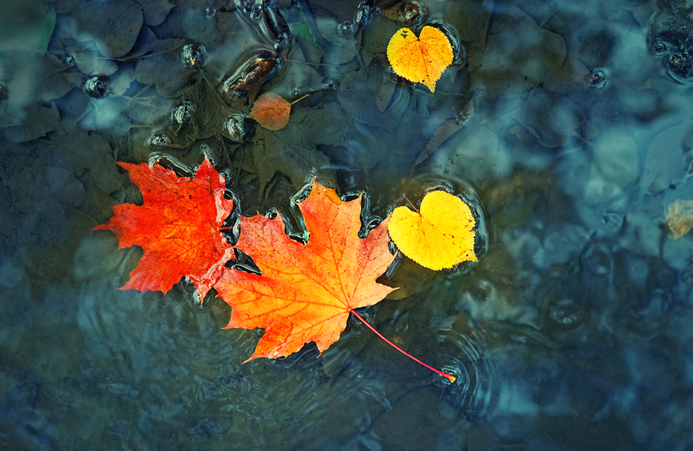 Autumn leaves floating on water during North Dakota fall.