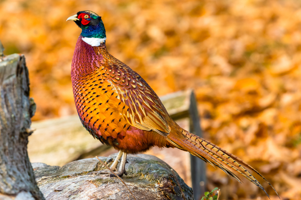 A colorful pheasant standing on a rock with a fall leaf background.