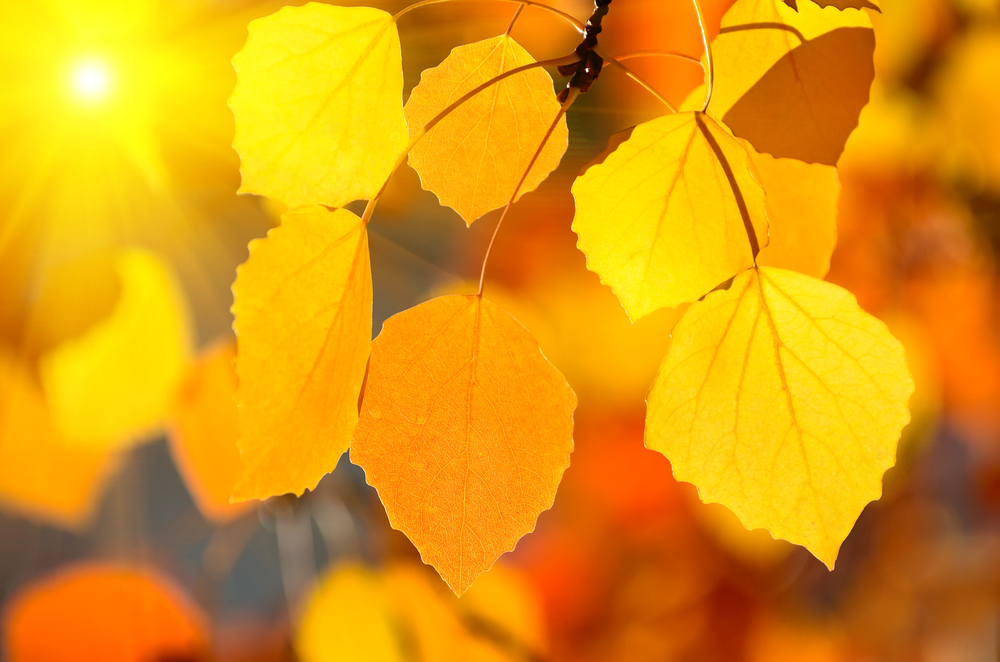 Close up of yellow aspen leaves during fall in South Dakota.