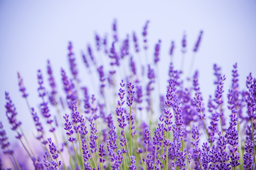 lavender flowers blooming things to do in lawrence