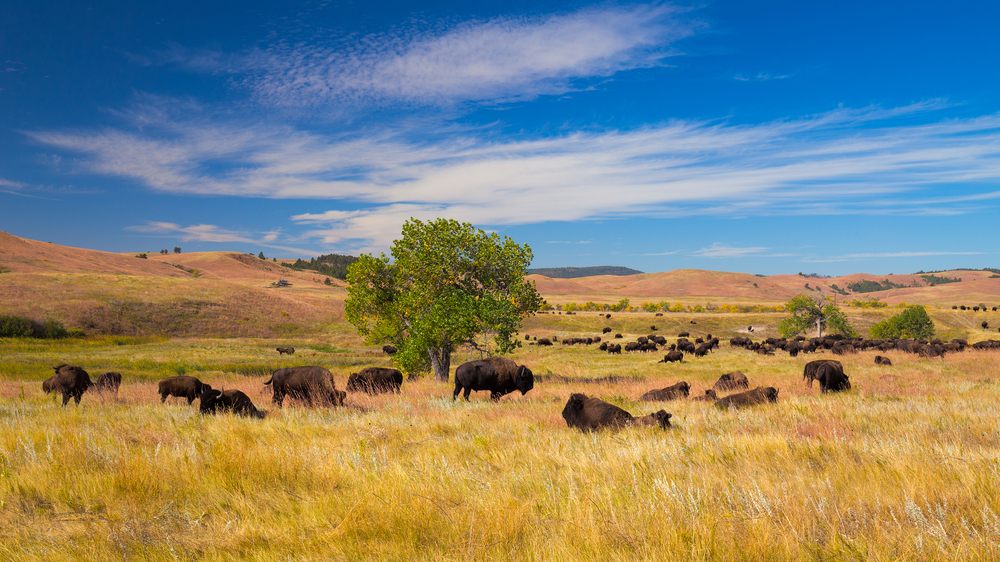 A prairie in Custer State Park with elk and bison roaming on it, one of the best things to do in Mount Rushmore. 