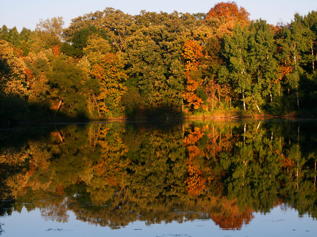 Brilliant autumn colors of oranges and yellows on trees near still water with mirror symmetry.