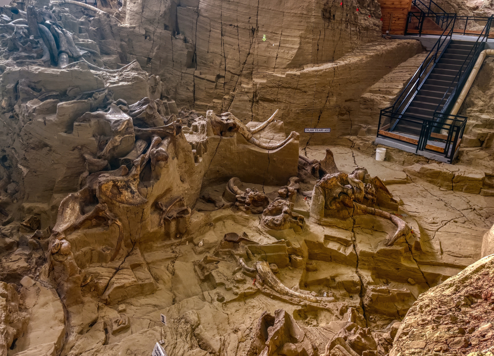 Looking down at the excavation site  where you can see huge mammoth fossils being evaluated