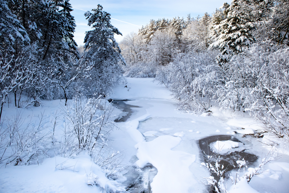 Snow covered river in a forest
