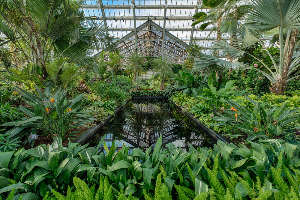 Inside the fern garden at the Garfield Park Conservatory with a pool and lush plants.
