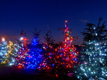 Evergreen trees with festive twinkling lights at night. Christmas lights in Michigan