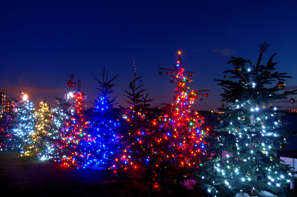 Christmas trees in a line with lights on the trees 