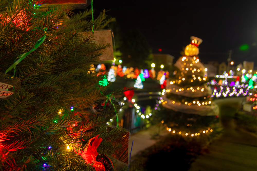 Christmas Tree Display showing trees covered in lights 